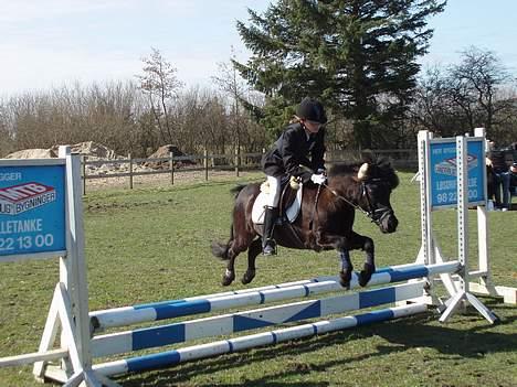 Anden særlig race Prins - Hanherred. 1 Plads ! <33 billede 13