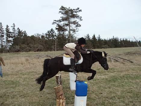 Anden særlig race Prins - Okser På 80 <3 billede 14