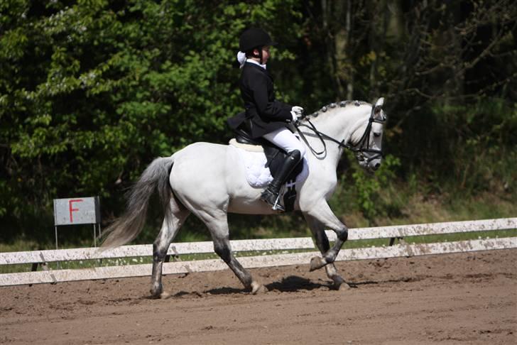 Welsh Pony (sec B) Skovbjergs Bacardi billede 3