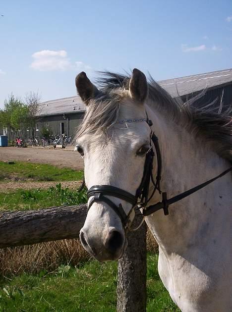 Welsh Pony (sec B) Skovbjergs Bacardi - hans kønne hovede billede 4