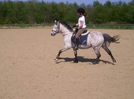 Welsh Pony (sec B) Skovbjergs Bacardi - galop( da jeg lige havde fået ham) billede 6