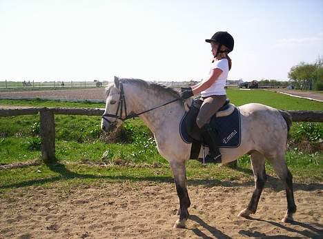 Welsh Pony (sec B) Skovbjergs Bacardi - og en fin parade billede 7