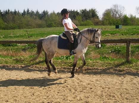 Welsh Pony (sec B) Skovbjergs Bacardi - rolig galop billede 8