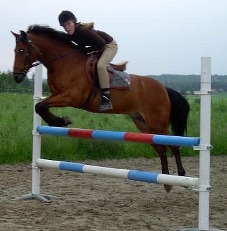 New Forest Arne - Arne og jeg springer:D billede 14