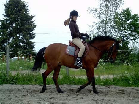 New Forest Arne - Arne og meg i dressur billede 15