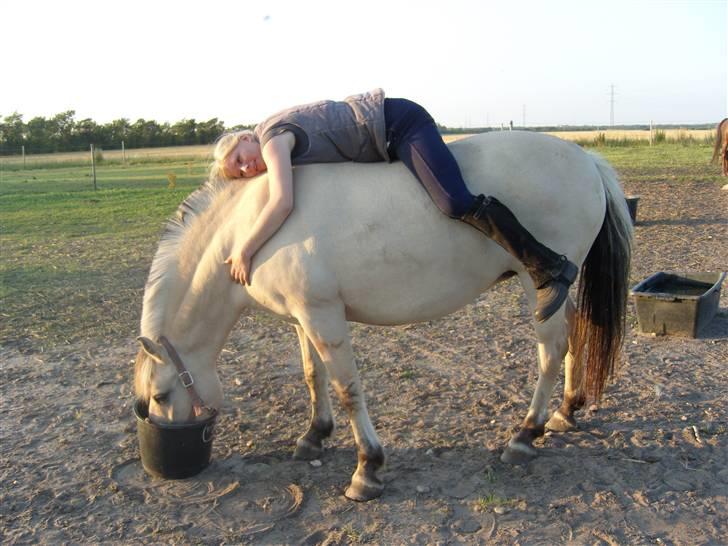 Fjordhest Perle *RIP <3* - Ligger og nusser min skønne tøs <3  billede 4