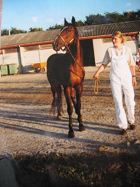 Traver Pampas Crown - En smuk sommer aften på Aalborg Væddeløbsbane, Pampas skal i løb senere. billede 9