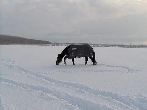 Traver Pampas Crown - Hmm... mon her er godt til en rulletur? billede 12