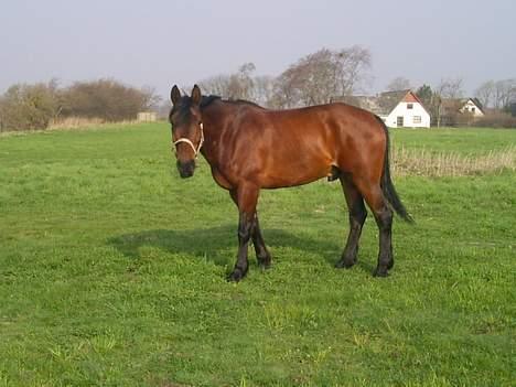 Anden særlig race Romeo  DØD - jubi... endelig kommet på græs efter en lang vinter.. maj, 2006 billede 11