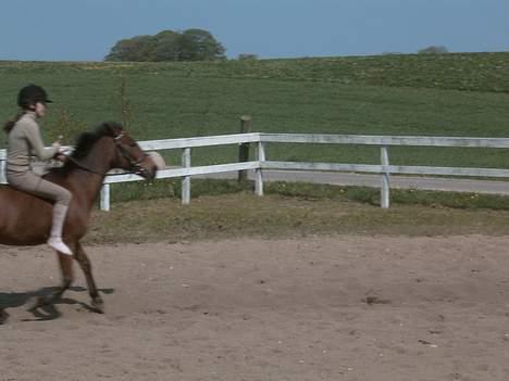 New Forest Blue Bell. R.I.P. - Hygge ridning, en meget varm sommerdag :-) billede 7