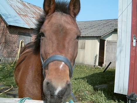 New Forest Blue Bell. R.I.P. - Jeg kan ikke beskrive hvor meget du stadig betyder i mit hjerte min pony <3 billede 8