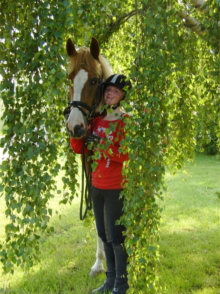 Anden særlig race Thiano - Til ridning. slapper af under birketræet billede 15