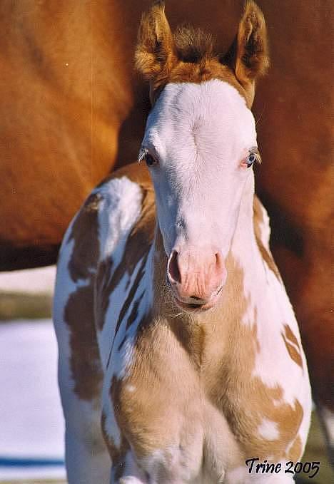 Paint Mr. snowflake - Copyright    nix pille billede 14