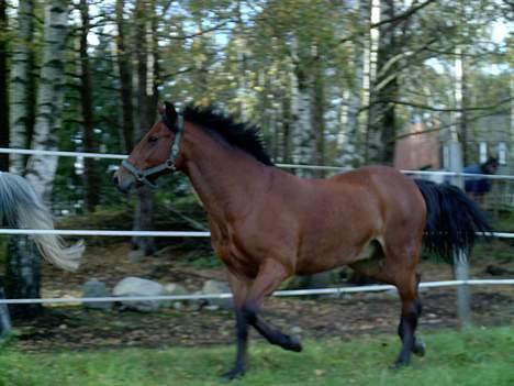 New Forest Arne billede 18