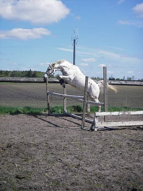 Knabstrupper H. Bastian *solgt* - Løsspring billede 9