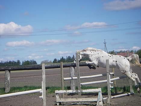 Knabstrupper H. Bastian *solgt* - Løsspring billede 10