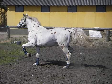 Knabstrupper H. Bastian *solgt* - Løsspring billede 11