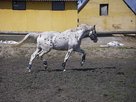 Knabstrupper H. Bastian *solgt* - Løsspring billede 12
