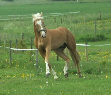 Palomino Millenium - Co Co Rami. føl efter Millenium 2006 billede 13