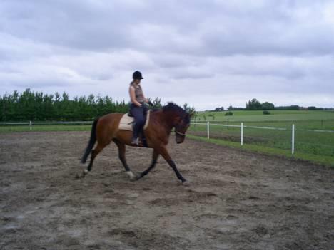 Dansk Varmblod Rondo Quintus, Solgt, R.I.P. - nr.6 billede 5