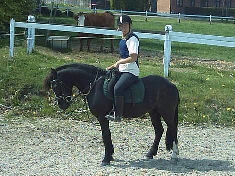 Dartmoor Akido af granlygård - Se hvor fint vi kan stå =O billede 6