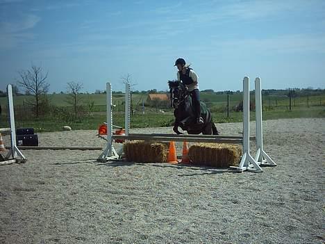 Dartmoor Akido af granlygård - Spring=) billede 8