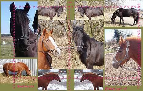 Anden særlig race Baltic Zorro <33  - tak for det SMUKKE billed =) Zorro og hans kæreste <3 billede 17