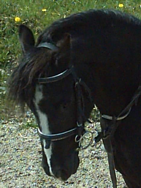 Dartmoor Akido af granlygård - Nærbillede <3 Han er sQ for dejlig billede 9