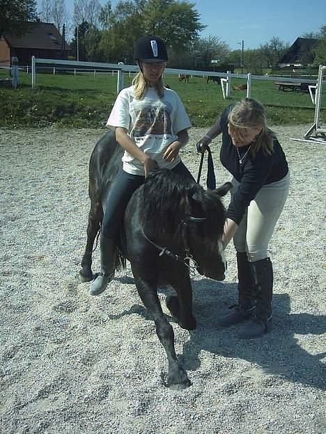 Dartmoor Akido af granlygård - Min veninde og jeg er ved at lærer ham at neje! Se hvor dygtig han allerede er=) ( mig der sidder på ryggen) billede 10