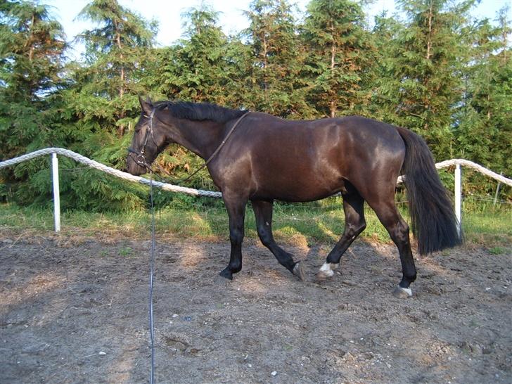 Oldenborg Zodiac [Bassemand] - Zodiac i træning . billede 19