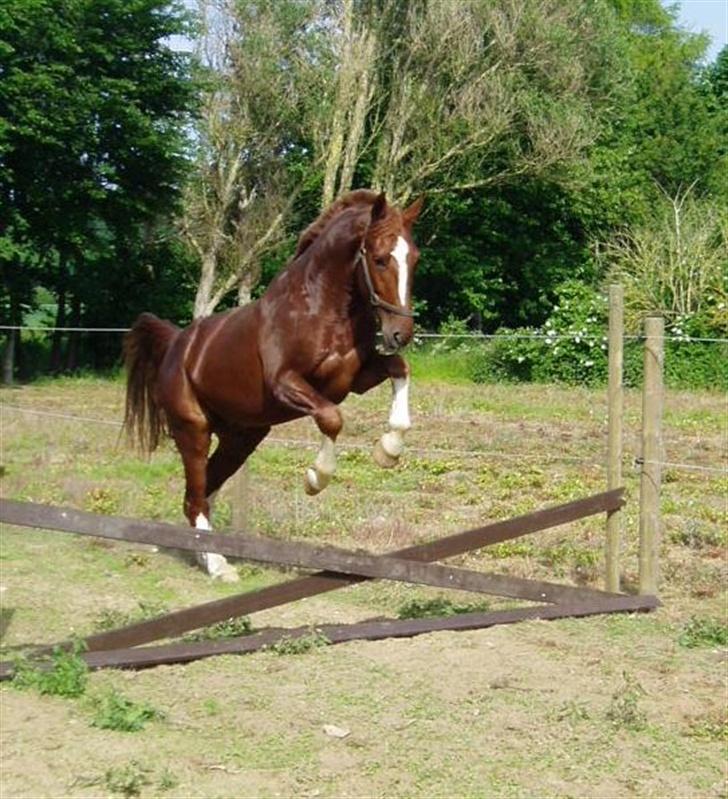 Gelderland Lukas - Nyt 3/6 billede 9