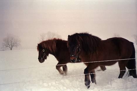 Islænder Godi fra Dalsmynni - Godi og Ivan (Illugi) i sne:) billede 4