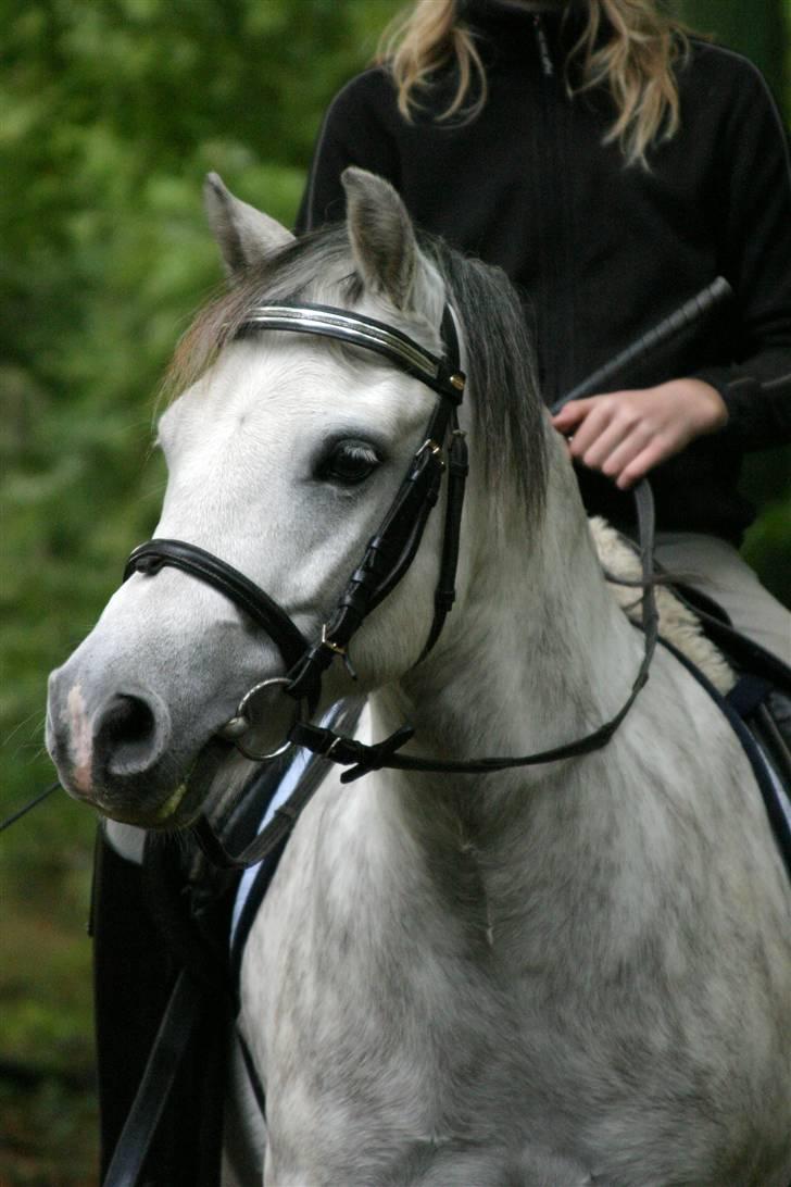 Welsh Mountain (sec A) Ræveskiftets Liberty - Velkommen ;) Her er min lille charmetrold. <´33 billede 1