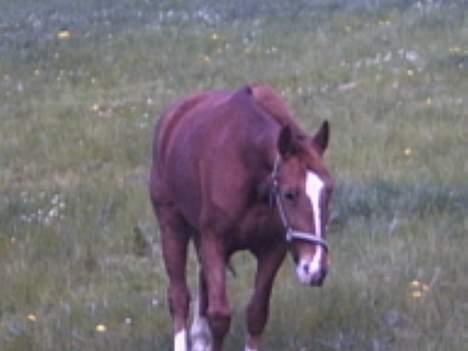 Anden særlig race flika (Død) - hmm hvis nu ørene er fremme har du så brød. billede 2