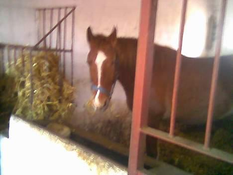 Anden særlig race flika (Død) - okay jeg kigger  billede 3