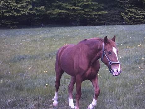 Anden særlig race flika (Død) - kommer lige hen og siger hej. billede 4