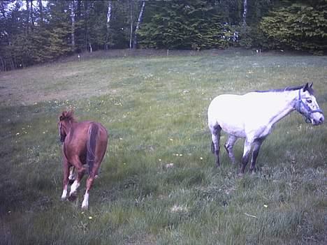 Anden særlig race flika (Død) - ja man er vel dame her sommeren 2006 billede 5