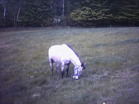 Anden særlig race freja (solgt)(shiva) billede 2