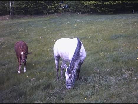 Anden særlig race freja (solgt)(shiva) billede 3