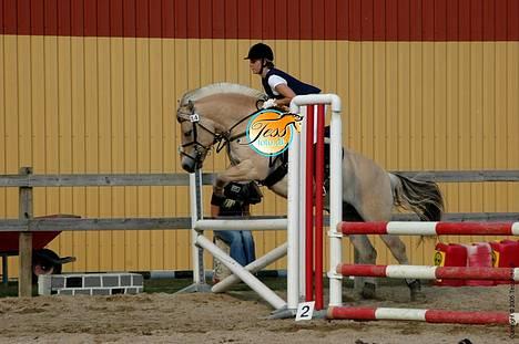 Fjordhest Kastanjegårdens Nick ** - Foto: Tess billede 18