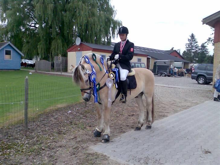 Fjordhest Kastanjegårdens Nick ** - Nick og jeg til DM og Nordisk 07 billede 19
