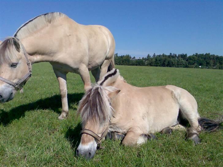 Fjordhest Kastanjegårdens Nick ** - Nick på sommerfold 2007, Picasso i baggrunden (Nicks barnebarn) billede 20