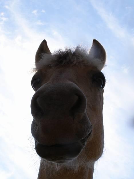 Fjordhest Frederik Midtgård *Himmelhest* - sjov vinkel? søde bamse=P billede 20