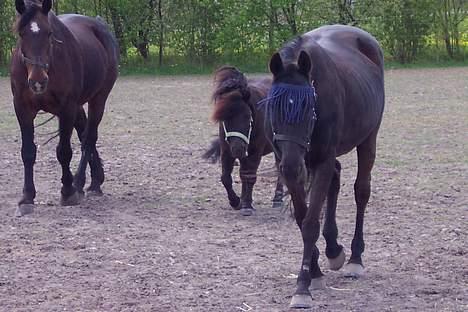 Anden særlig race  Jasmin   - her er hun på folden sammen med paradox og tino på vej hen til mig!!! billede 7