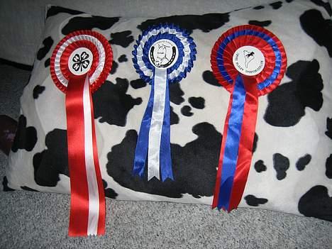 Fuldblod (XX) Aksaias (DØD) :( - fra mit 1 - 2 - 4 stævne ..  billede 15