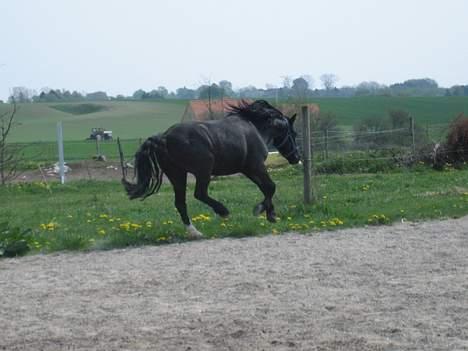 Dartmoor Akido af granlygård - Løber rundt og hygger sig billede 11