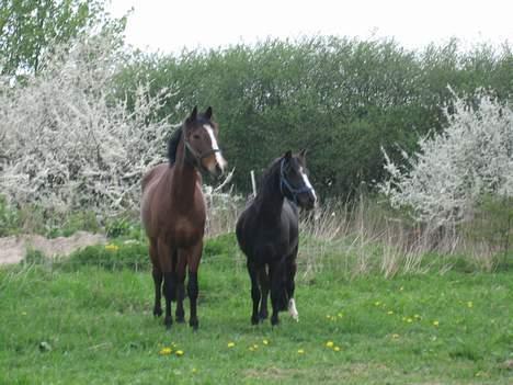 Dartmoor Akido af granlygård - Akido og hans bedste ven Aksaias <3 billede 12
