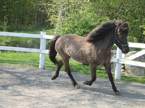 Islænder Mýsla Fra Egebæk (Død) R.I.P. - mysla i trav på banen nu her fra maj 2006 billede 19