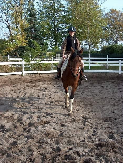 Pinto Maximus Jones billede 8