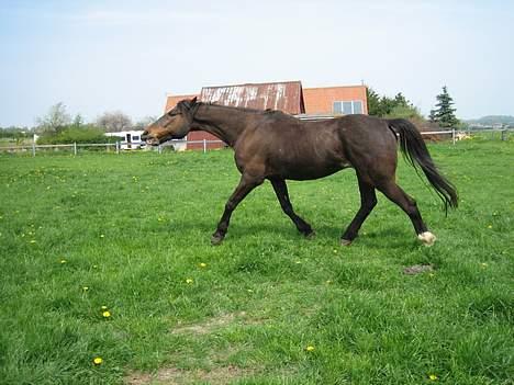 Traver Owens Rødbylund (aflivet) - Traver lidt rundt . He (= billede 9